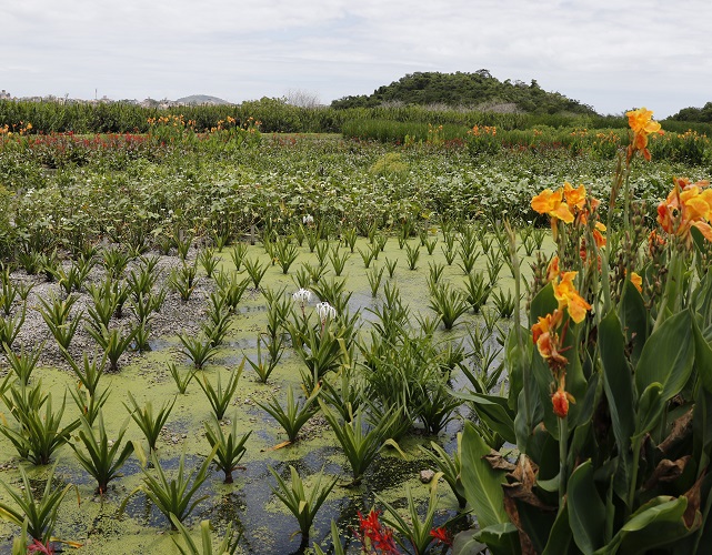 O Parque Orla Piratininga Alfredo Sirkis, em Niterói, tem bacias de sedimentação e jardins filtrantes para tratamento de águas